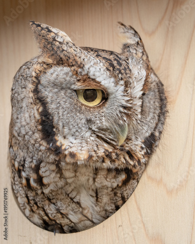 Canvas Print Screech Owl in a bird box
