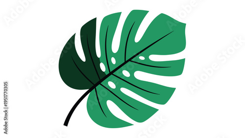 Large green monstera leaf with characteristic holes and detailed veins is illustrated on a clean white background.