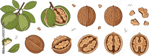 Walnut Illustration Set with Whole, Cracked and Shelled Nuts, Tree Leaves and Organic Food Elements, Natural Harvest Collection for Healthy Nutrition Design