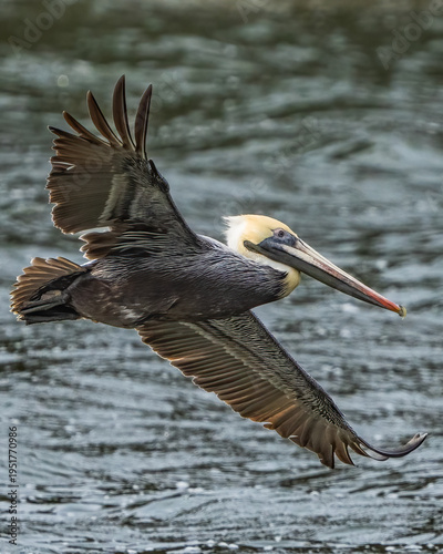 Brown Pelican in flight and feeding