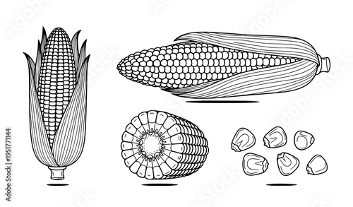 Corn Cob Illustration Set Featuring Whole Maize, Husk, Cross Section and Kernels in Detailed Hand Drawn Minimal Outline Vector Style