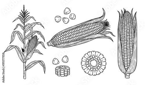 Corn Plant Illustration Set Featuring Maize Plant, Whole Cob, Husk, Kernels and Cross Section in Detailed Hand Drawn Outline Vector Style