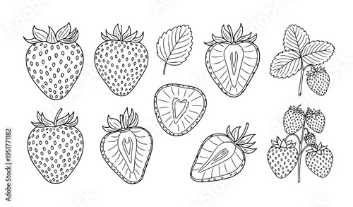 Strawberry Botanical Illustration Set Featuring Whole Fruits, Cross Sections, Leaves and Plant Composition in Detailed Hand Drawn Outline Vector Style
