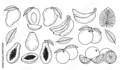 Tropical Fruits Outline Vector Set Featuring Mango, Banana, Papaya, Citrus and Leaves in Detailed Hand Drawn Minimal Illustration Style