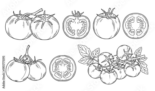 Tomato Botanical Vector Set Featuring Whole Tomatoes, Cross Sections and Vine Clusters with Leaves in Detailed Hand Drawn Outline Illustration Style