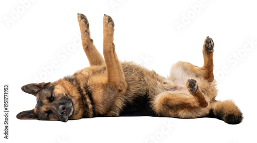 Foto Relaxed German Shepherd dog sleeping peacefully on its back with paws raised, is