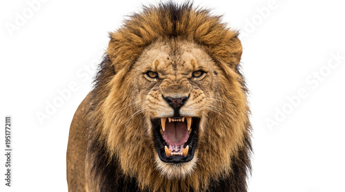 Quadro em tela Powerful male lion roaring with an aggressive expression, its majestic mane and