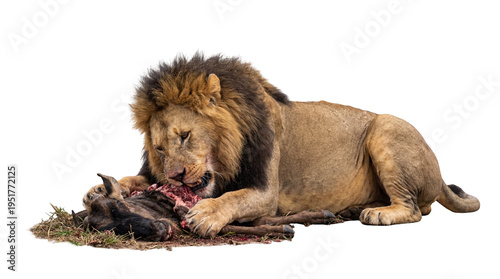 Powerful male lion with a dark mane devouring a wildebeest carcass, captured in a detailed, isolated PNG, showcasing raw nature and predatory instinct