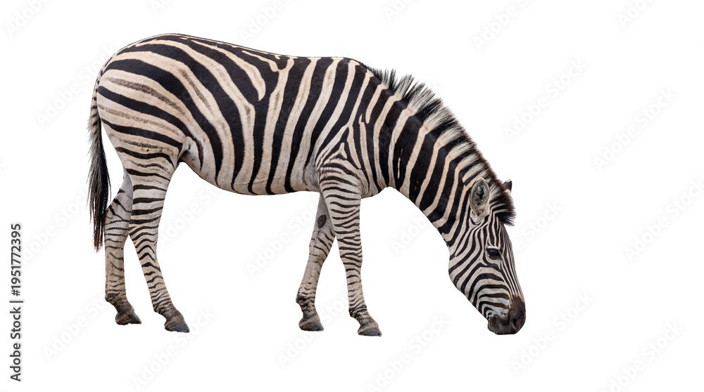 Obraz premium Majestic African zebra with distinctive black and white stripes, head bent down in a grazing pose, isolated PNG on transparent background, wildlife