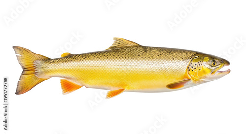 Golden brown trout with orange fins