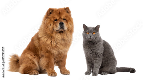 Fluffy brown Chow Chow dog and a sleek grey British Shorthair cat sitting together, both looking at the camera, isolated PNG for pet-themed designs