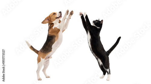 Canvastavla Playful beagle dog and tuxedo cat standing on hind legs with paws raised, an iso
