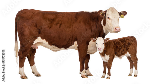 Tableau sur toile Adult Hereford cow with ear tag H712 and her young calf standing together, isola