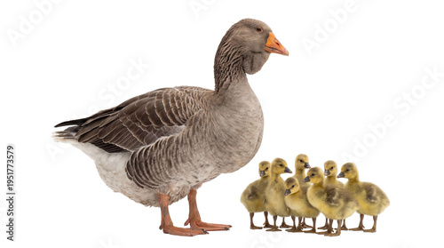 Adult grey goose with seven adorable yellow goslings standing together, isolated farm animal family on transparent background PNG