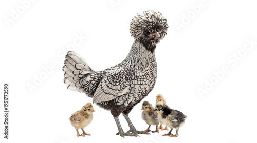 Obraz na płótnie Elegant Polish Frizzle hen with distinctive feathered crest, standing proudly wi