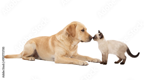 Canvastavla Friendly golden retriever dog and Siamese cat touching noses, a heartwarming pet
