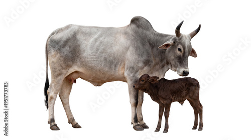 Bild auf Leinwand A majestic light grey Zebu cow with a dark brown calf standing together, a beaut