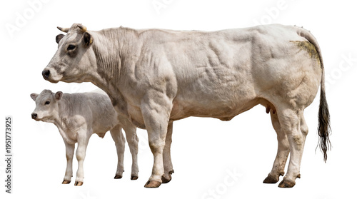 Foto Large adult white cow and young calf standing together, isolated farm animals on