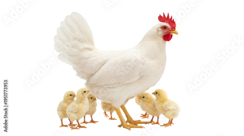 фотографія White hen with her adorable yellow chicks, a heartwarming family scene of poultr