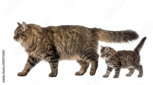 Εκτύπωση καμβά A majestic adult tabby cat and its adorable kitten walking together, isolated PN