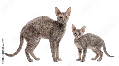 Schilderij op canvas Two adorable Cornish Rex cats, an adult and a kitten with unique curly fur, stan