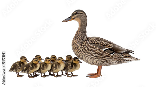 Adult mallard duck with her adorable fluffy ducklings, a charming family group isolated on transparent background, wildlife animal PNG