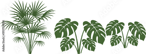 Tropical plant silhouettes monstera and palm leaves botanical collection flat vector cad drawing illustration minimal green foliage design set