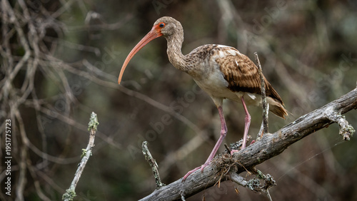 Fotografie White Ibis on a branch