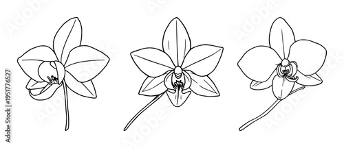 Vanilla orchid set with fine line art featuring seed pod, botanical spice, clean lines with white background and minimal design