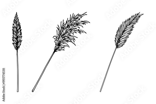 Pampas grass stalk set with single weight line art drawing featuring dried effect, boho decor, botanical design with clean lines and white background