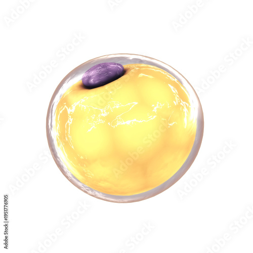 Single fat cell (Adipocyte) isolated on white. Lipid droplet illustrating metabolic energy storage, obesity related inflammation and weight loss pathology.