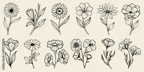 A collection of delicate floral line drawings in black and white