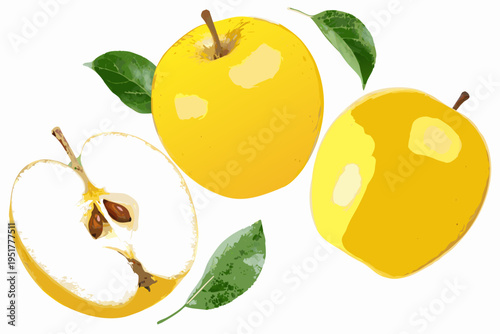 A colorful illustration depicting yellow apples and green leaves on white