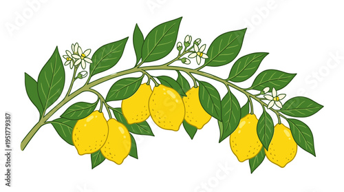 A lemon tree branch displays green leaves and bright yellow sour fruits, with fresh ripe citrus on a twig, depicted in a realistic hand‑drawn vector illustration of an exotic plant set against a