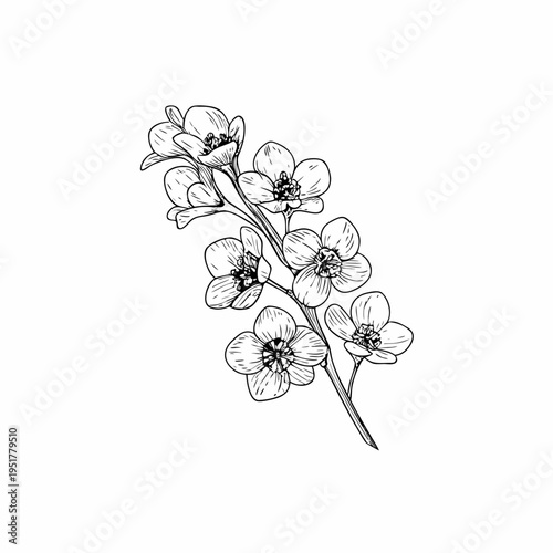 Delicate botanical sketch of blossoming flowers on a slender stem
