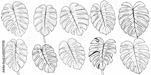 A collection of monstera leaves in a detailed black and white sketch