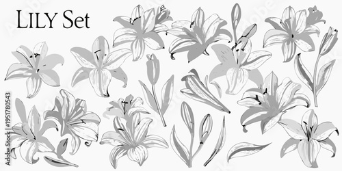 A collection of delicate lily flowers and leaves in grayscale tones