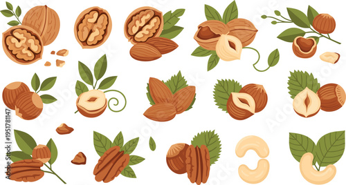Mixed Nuts Illustration Set with Almond, Walnut, Hazelnut, Cashew and Leaves, Organic Snack Collection for Healthy Food and Nutrition Design Elements