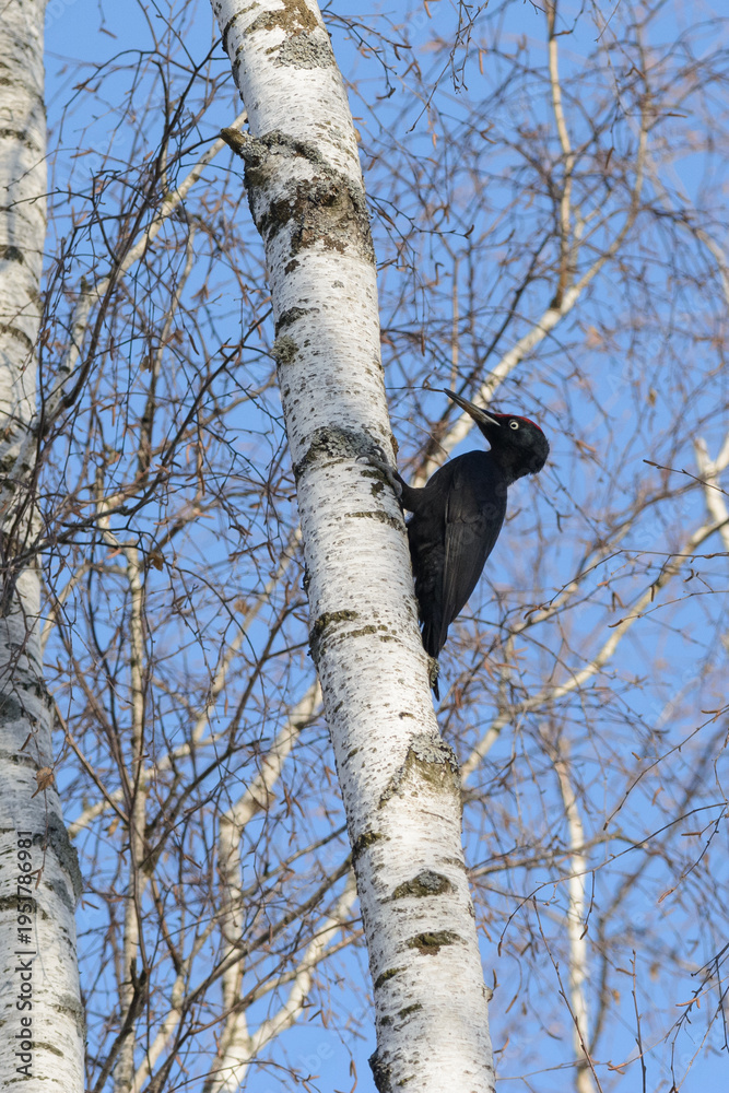 Fototapeta premium black woodpecker on a tree