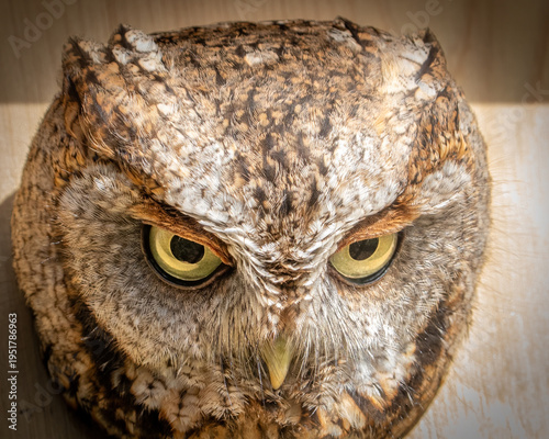Foto Screech Owl in a bird box
