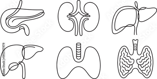Human internal organs one line set art. Continuous line drawing of pancreas, kidneys, liver, gallbladder, trachea, thyroid gland. one line Icon drawing