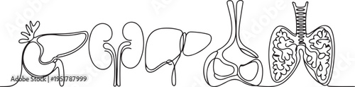Human internal organs one line set art. Continuous line drawing of pancreas, kidneys, liver, gallbladder, trachea, thyroid gland. one line Icon drawing