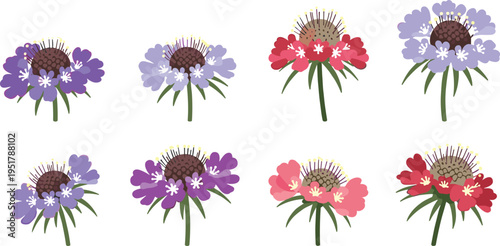 Scabiosa flower vector collection. Colorful pincushion blooms in purple, blue, and red tones. Flat floral illustrations for garden, spring, and decorative design.