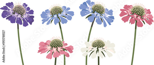 Scabiosa flower vector collection. Soft pastel pincushion blooms in purple, blue, pink, and white. Flat botanical illustrations for garden, spring, and floral design.
