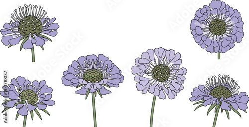 Scabiosa flower vector set. Soft purple pincushion blooms with detailed centers. Flat botanical illustrations for garden, spring, and floral design projects.