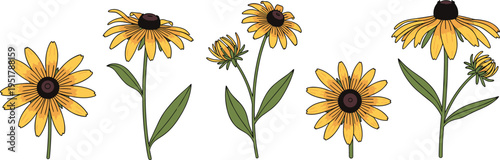 Tableau sur toile Rudbeckia flower vector set