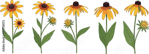 Rudbeckia flower vector set. Yellow black-eyed Susan blooms with stems, buds, and leaves. Flat botanical illustrations for summer, garden, and wildflower design.