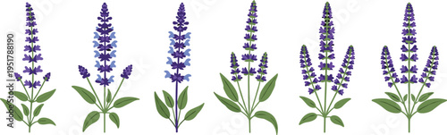 Salvia flower vector set. Purple and blue blooming spikes with green leaves. Flat botanical illustrations for garden, summer, and ornamental floral design.