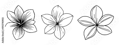 Plumeria set with fine line art design featuring tropical island aesthetic, elegant thin lines, isolated on white background with floral and botanical and illustration