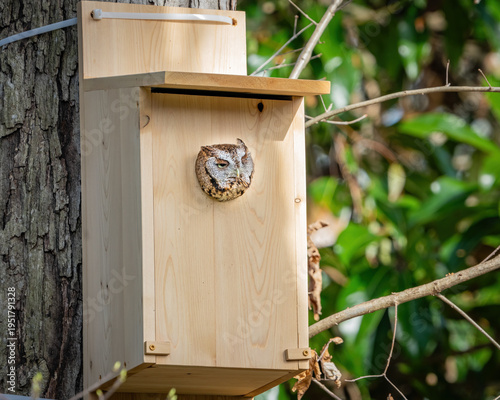 Quadro su tela Screech Owl in a bird box